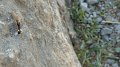 Delphi ant